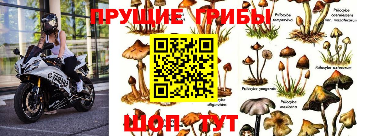 Орёл  Галлюциногенные грибы Magic Shrooms  Вход с VPN  Галлюциногенные грибы мухоморы 